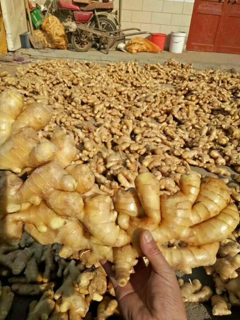 生姜产地，小黄姜，产量大，货源充足，小工一条龙服务