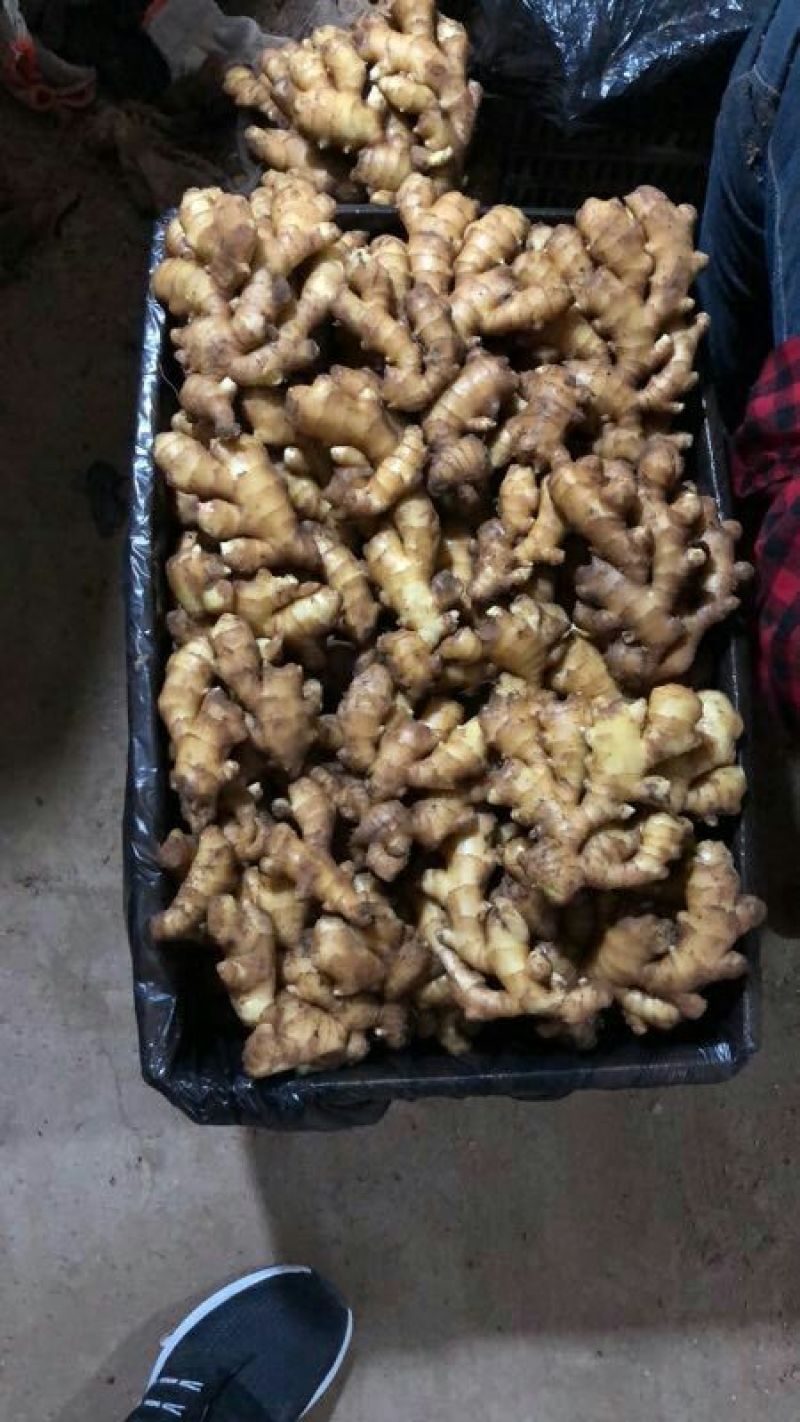 生姜产地，小黄姜，产量大，货源充足，小工一条龙服务