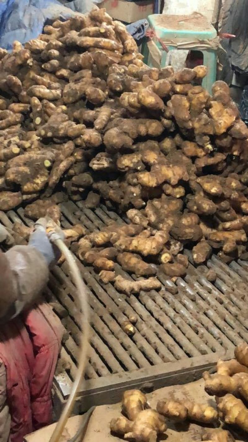 生姜产地，小黄姜，产量大，货源充足，小工一条龙服务