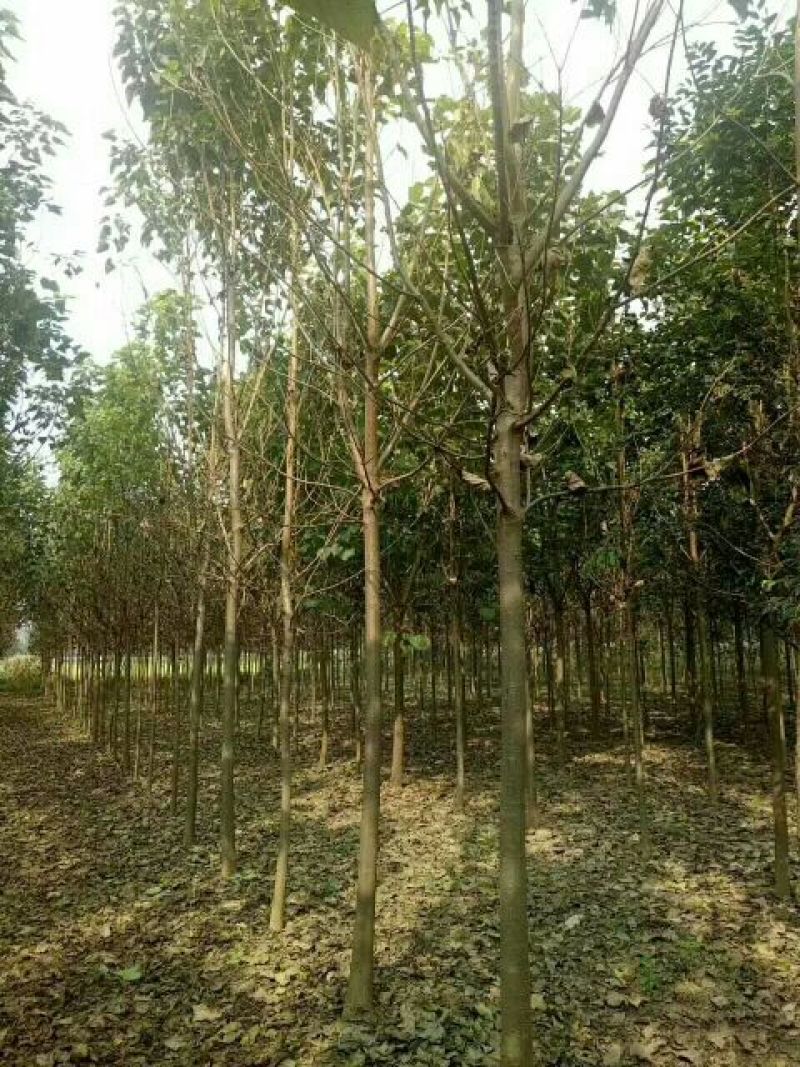 楸树，栾树，合欢