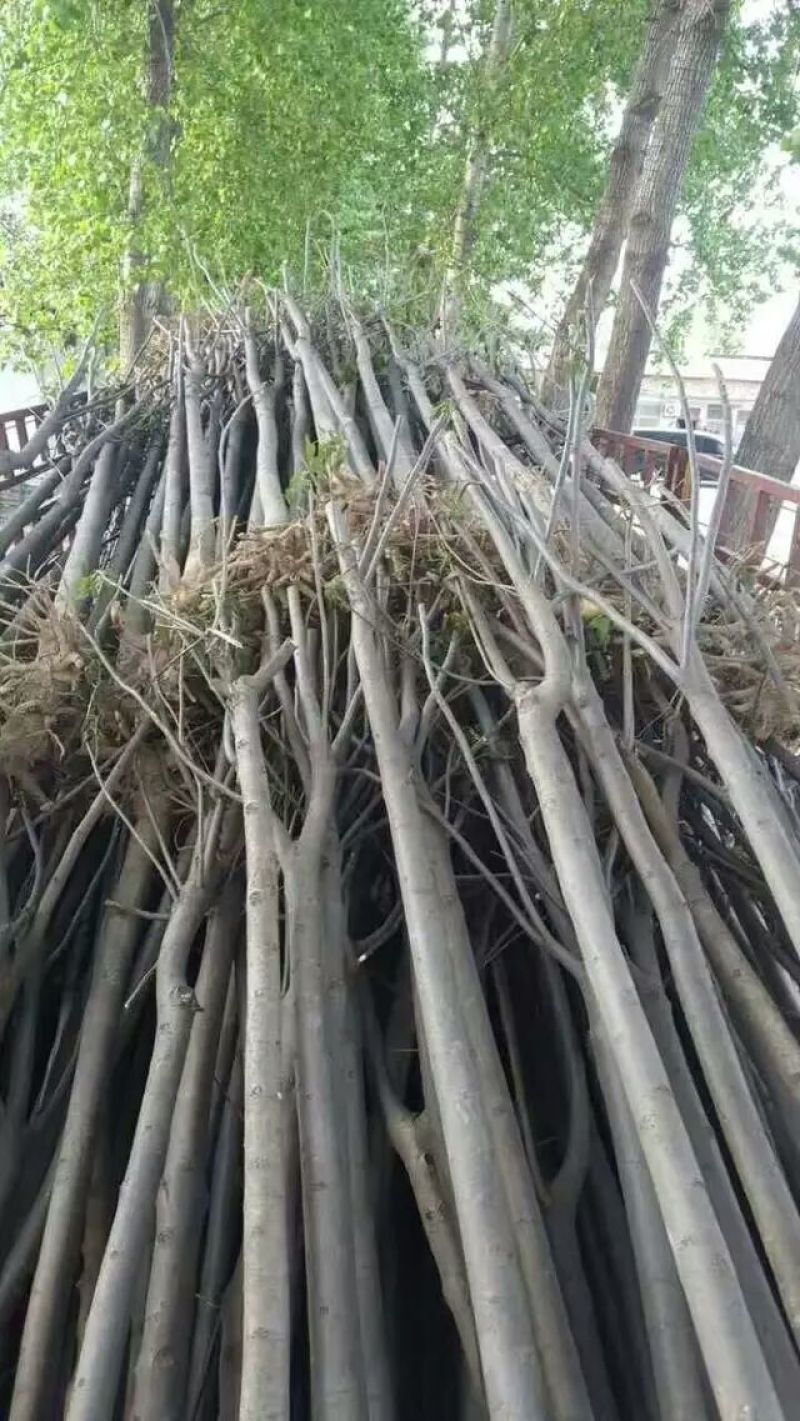 楸树，栾树，合欢