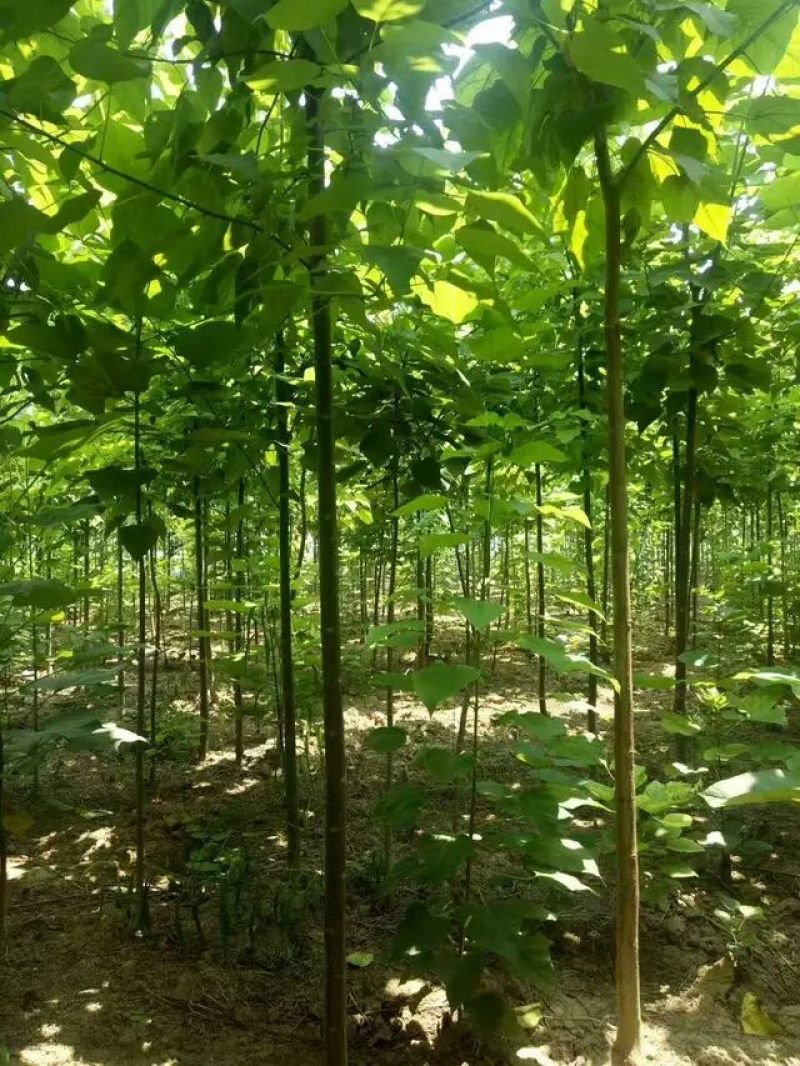 楸树，栾树，合欢