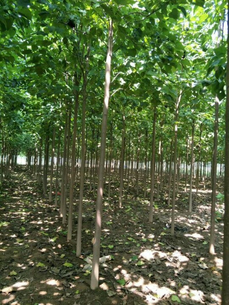 楸树，栾树，合欢