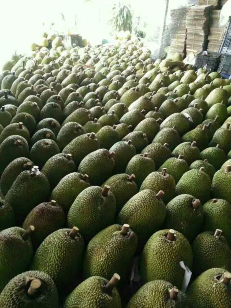 越南红肉菠萝蜜工厂AB果直供，承接整柜客户零担客户