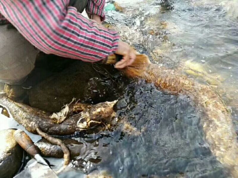 野生葛根粉绿色0添加包邮——山里人家