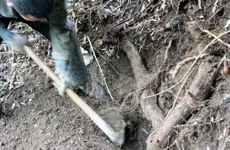 野生葛根粉绿色0添加包邮——山里人家