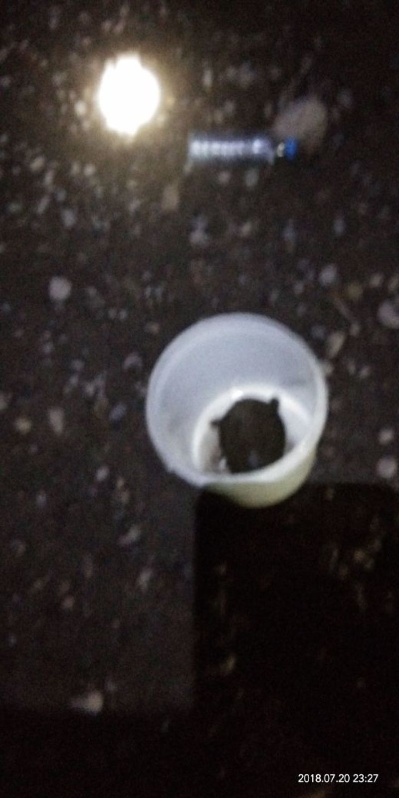 正中野生甲鱼假一赔万