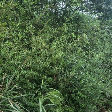 水竹青竹等等