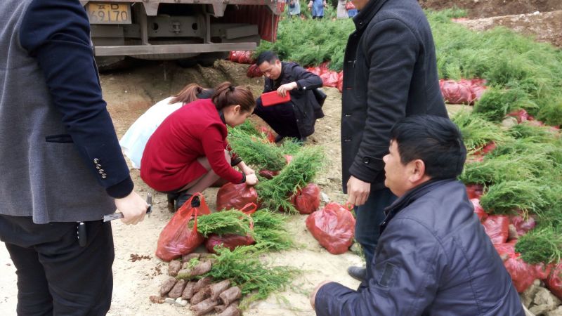 藏柏，墨西哥柏，柏树苗，基地直销，技术指导