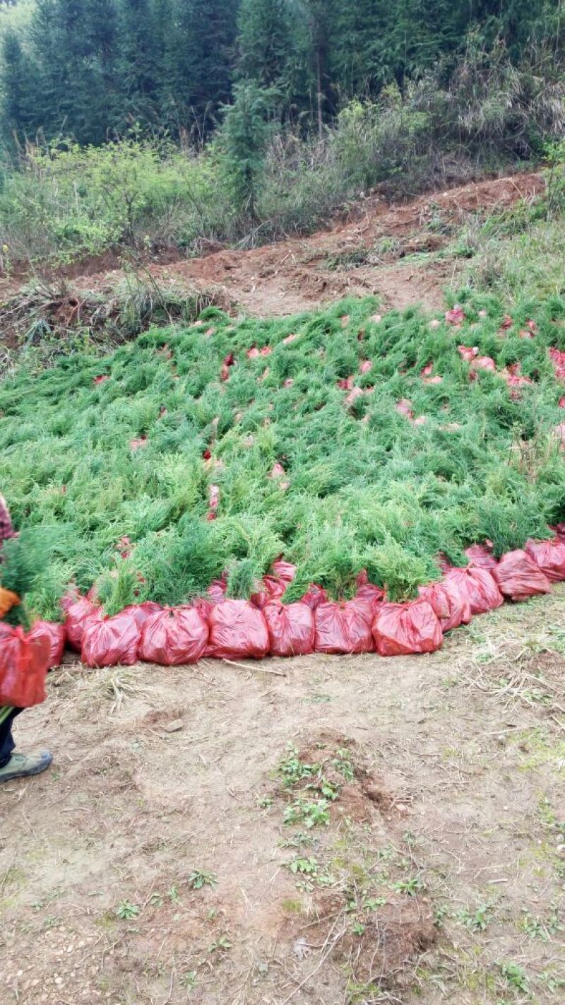 藏柏，墨西哥柏，柏树苗，基地直销，技术指导