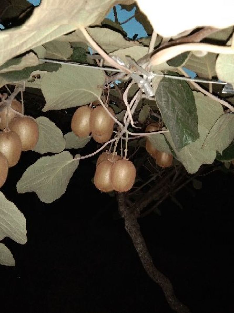 周至纯甜翠香猕猴桃，原产地直供