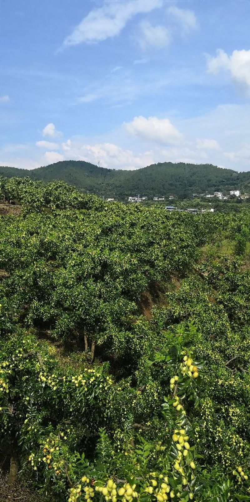 崭山米枣精品级，个头大，甜味足，水分好欢迎来电