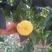 黄桃树苗，适应南北方种植，黄金蜜1号，4号，金冠818等