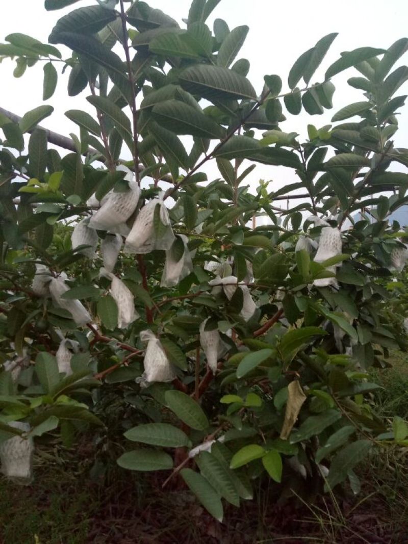 红心芭乐