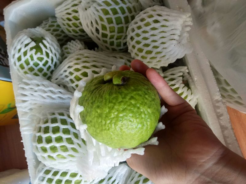 红心芭乐