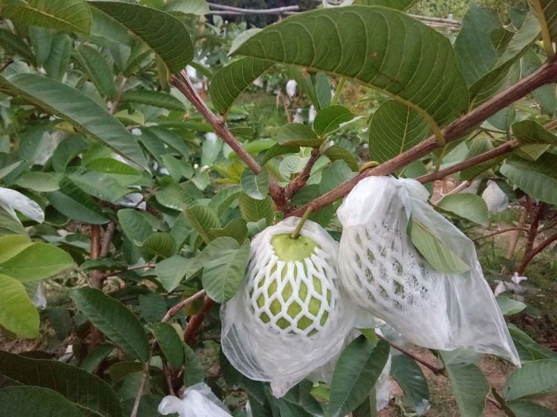 红心芭乐