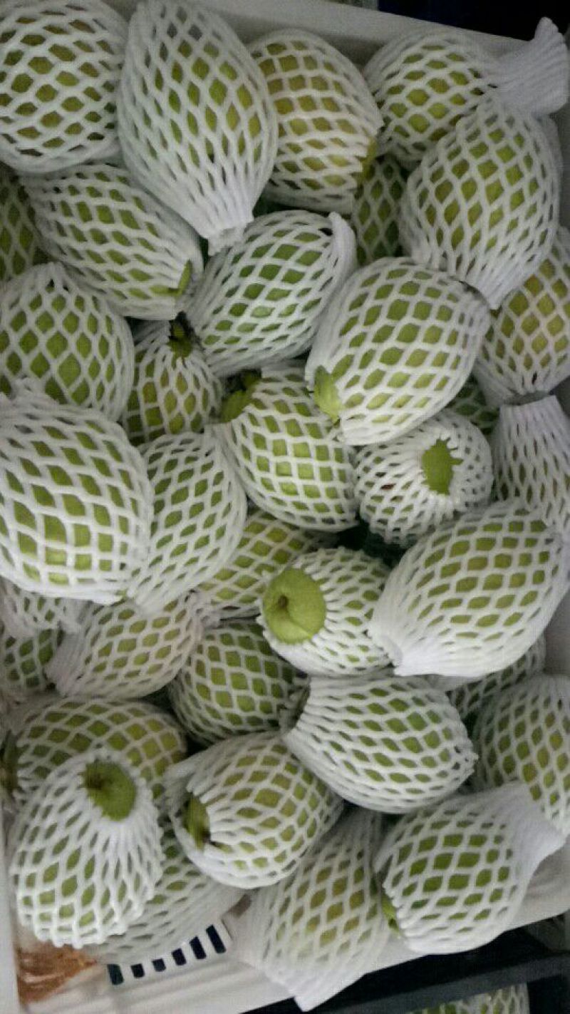 红心芭乐