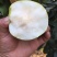 翠玉，园黄，酥梨