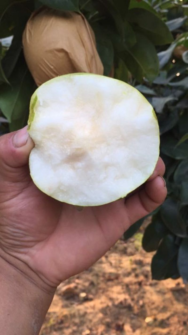 翠玉，园黄，酥梨