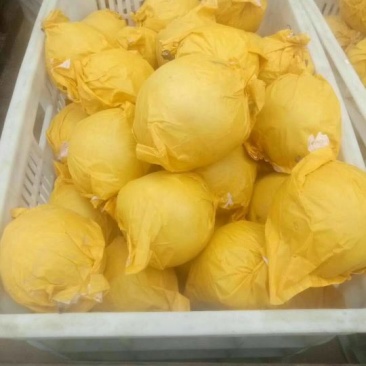 翠玉，园黄，酥梨