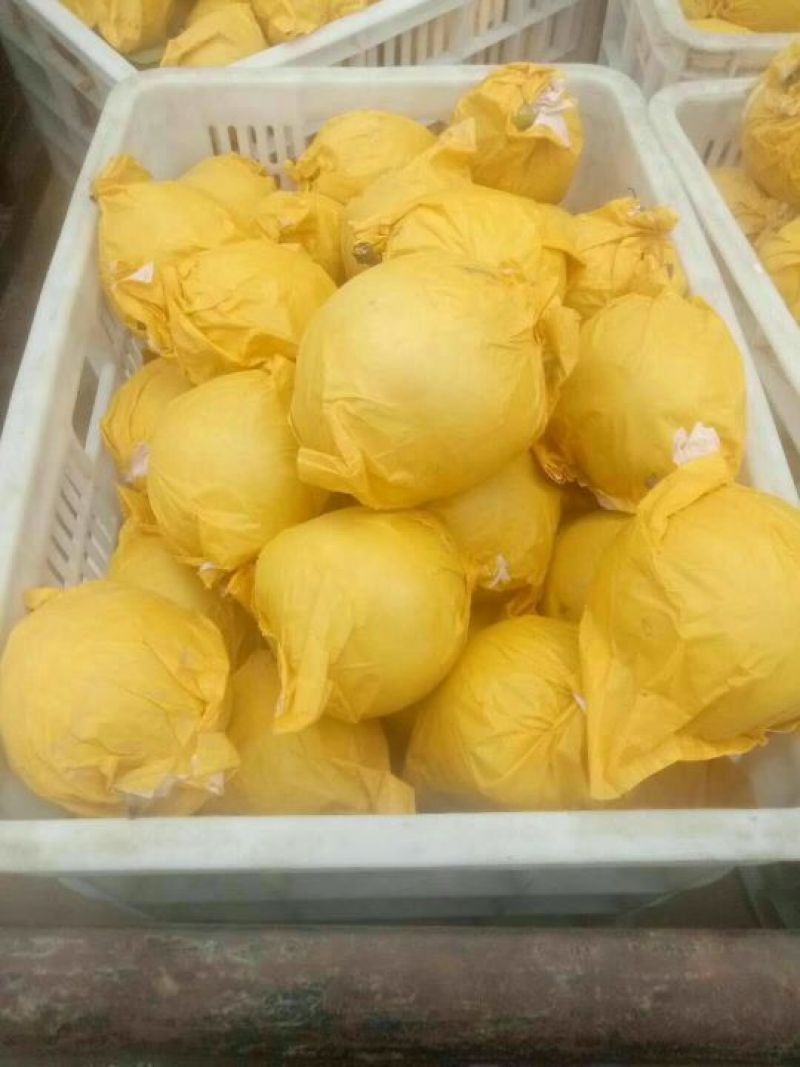 翠玉，园黄，酥梨