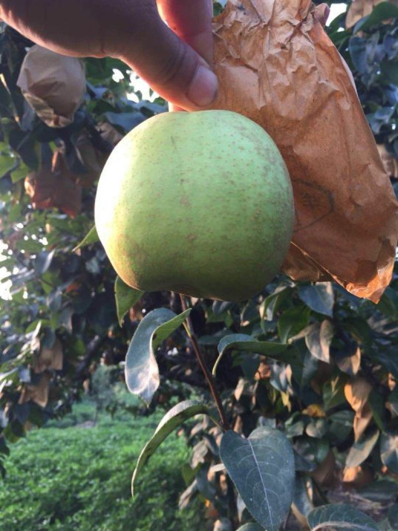 翠玉，园黄，酥梨