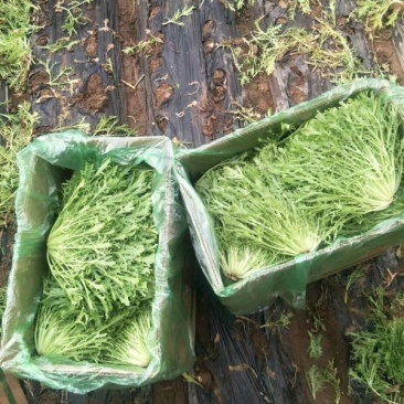 叶菜苦聚