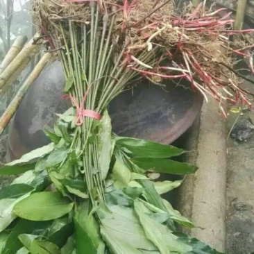 阳春沙仁大量出售，一棵苗两元，果八十公斤