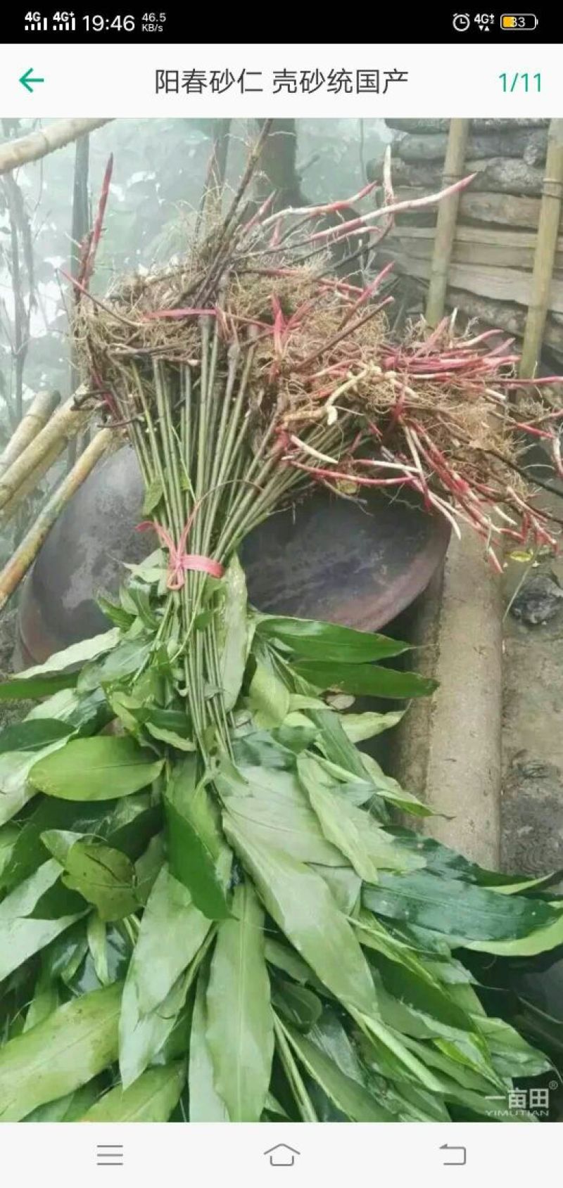 阳春沙仁大量出售，一棵苗两元，果八十公斤
