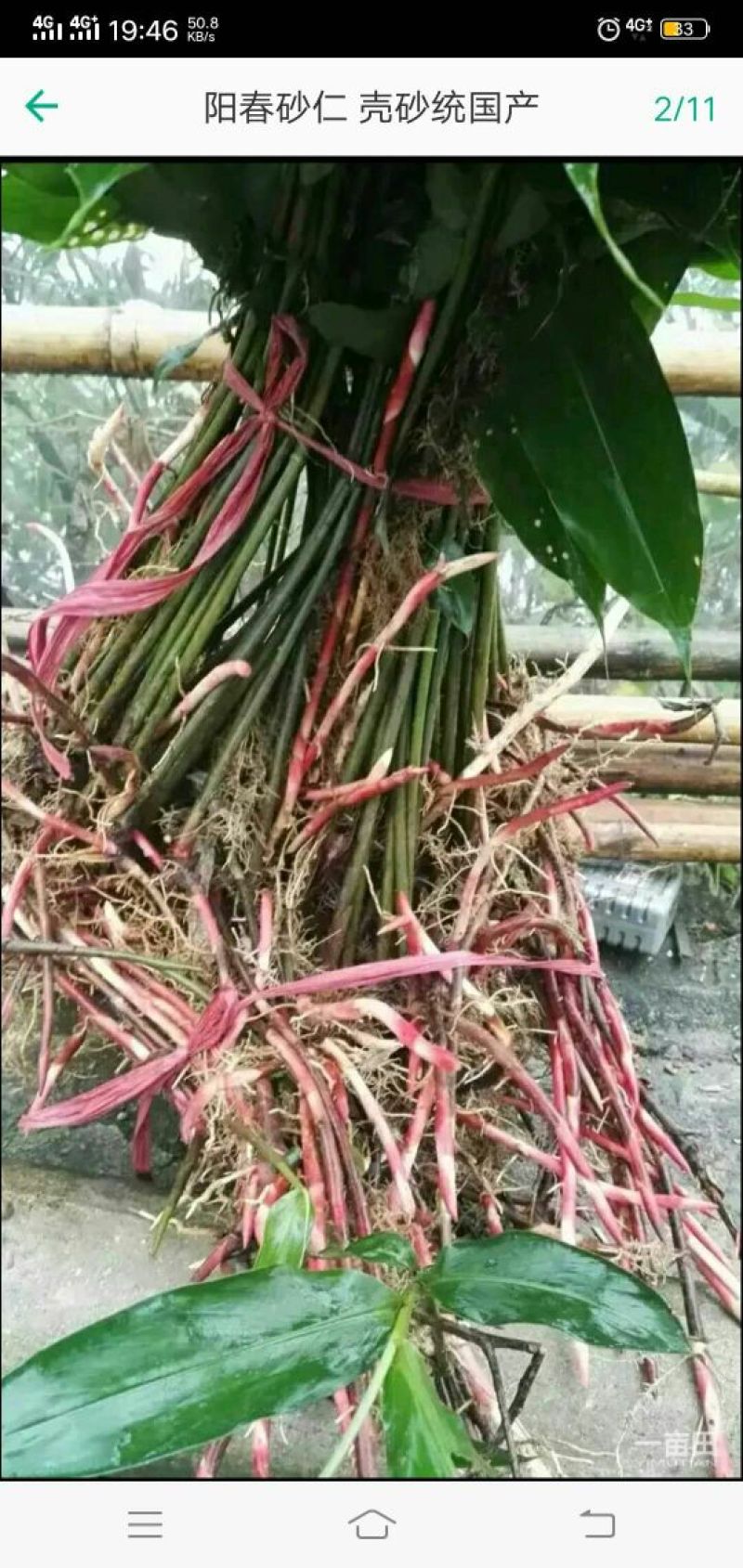 阳春沙仁大量出售，一棵苗两元，果八十公斤