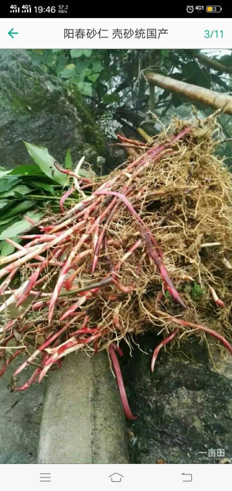 阳春沙仁大量出售，一棵苗两元，果八十公斤