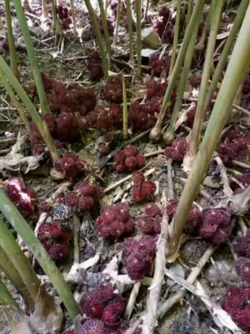 阳春沙仁大量出售，一棵苗两元，果八十公斤
