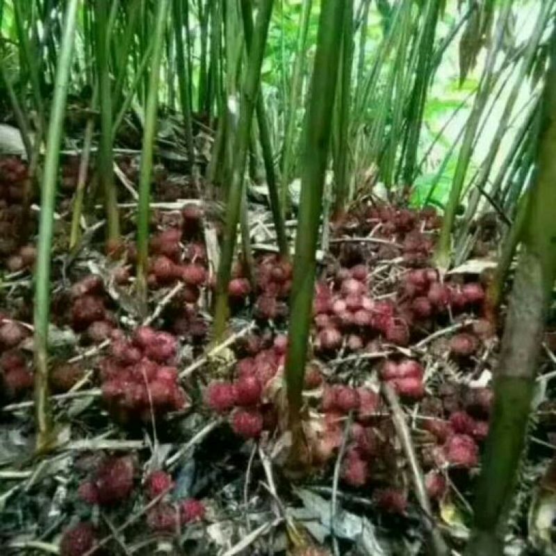 阳春沙仁大量出售，一棵苗两元，果八十公斤