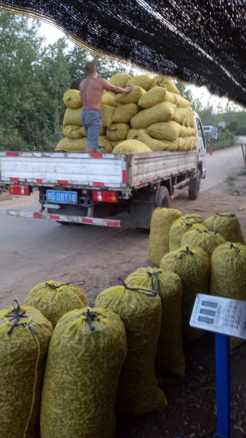 四粒红鲜花生，货源充足精选优质花生批发零售