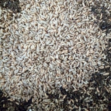 高蛋白饲料昆虫黑水虻鲜虫，干虫。