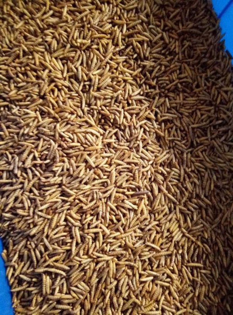 高蛋白饲料昆虫黑水虻鲜虫，干虫。