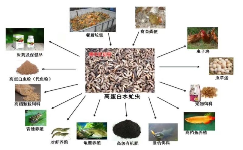 高蛋白饲料昆虫黑水虻鲜虫，干虫。