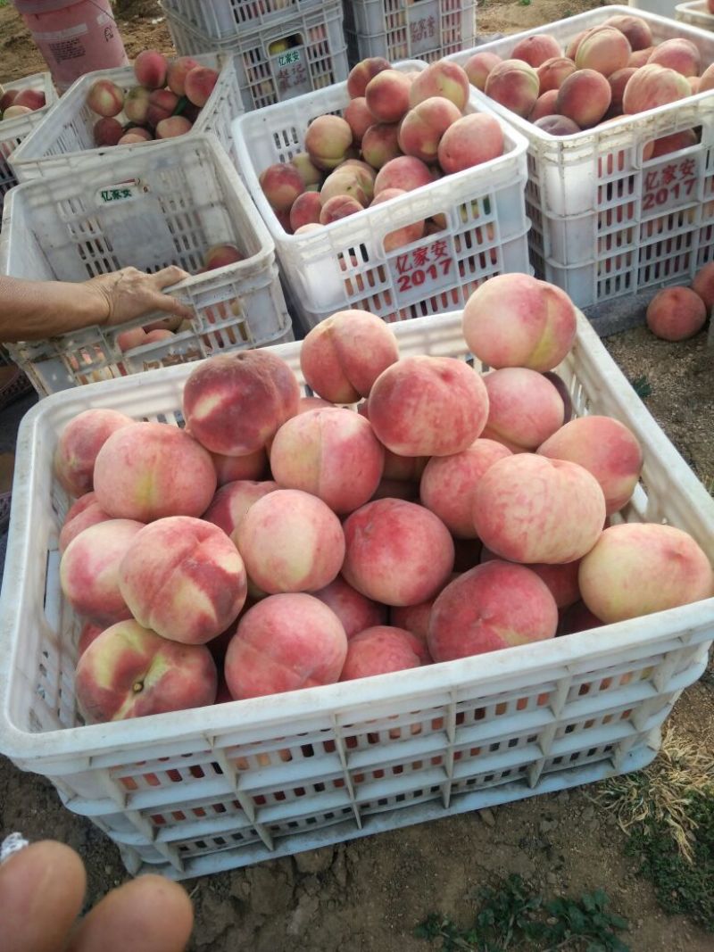 红不软桃