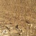 中华寿桃桃树苗60~70cm