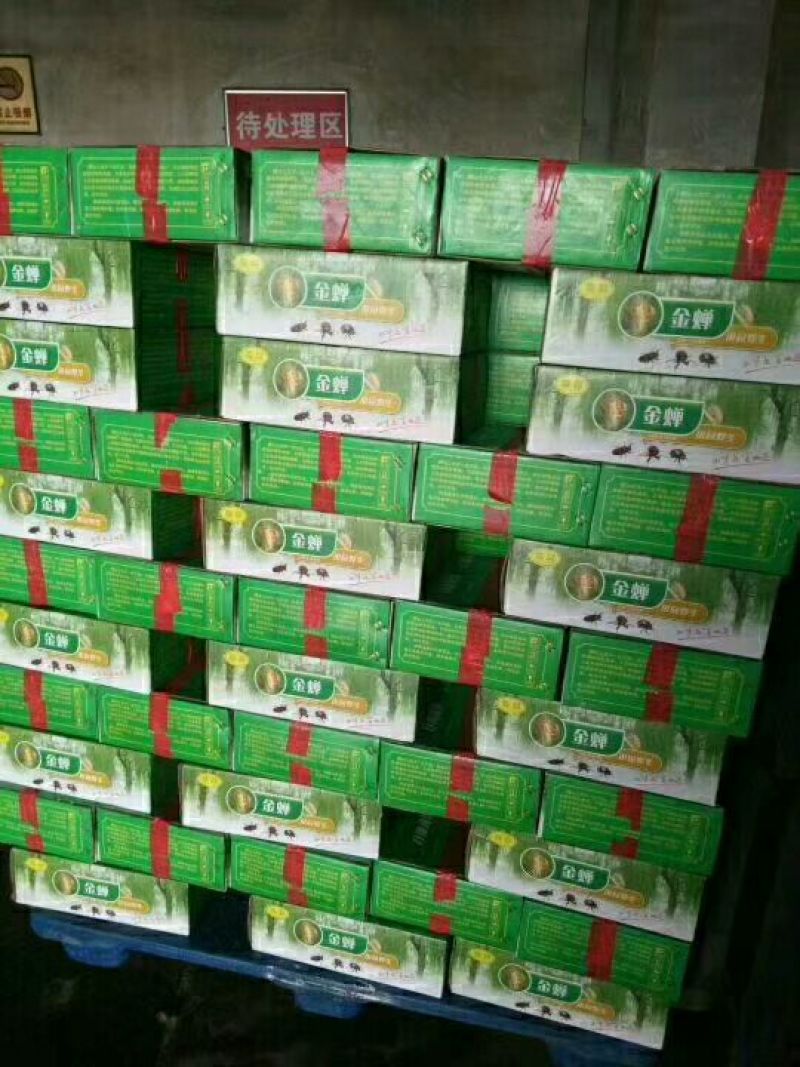 金蝉