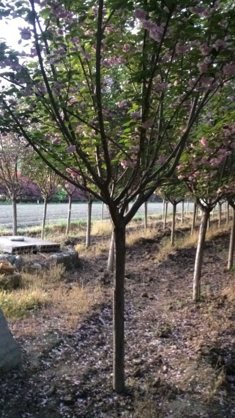 大型苗圃，经营各种绿化苗木，有樱花，七叶树，雪松，海棠等