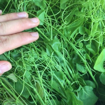 赤苍藤辣木苗姑娘菜基地直发常年有货