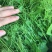 赤苍藤辣木苗姑娘菜基地直发常年有货