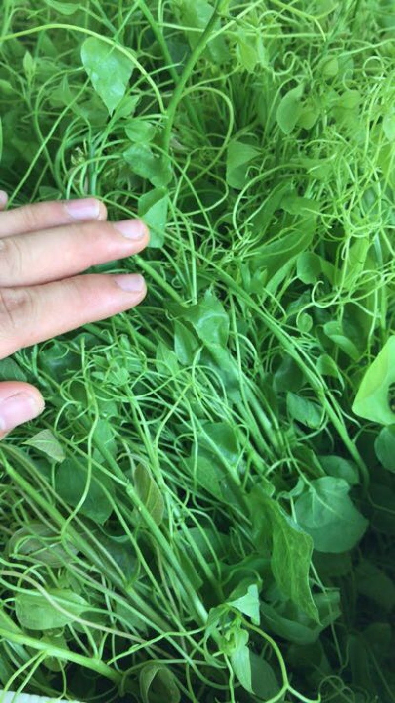 赤苍藤辣木苗姑娘菜基地直发常年有货