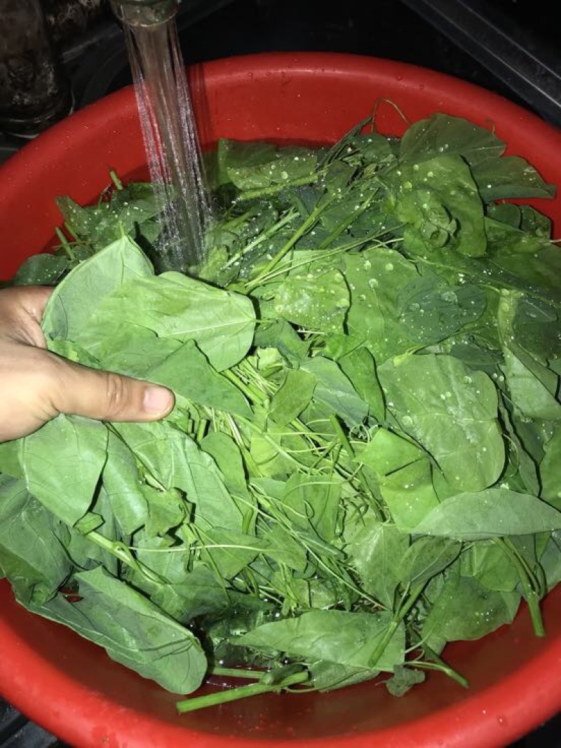 赤苍藤辣木苗姑娘菜基地直发常年有货