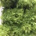赤苍藤辣木苗姑娘菜基地直发常年有货