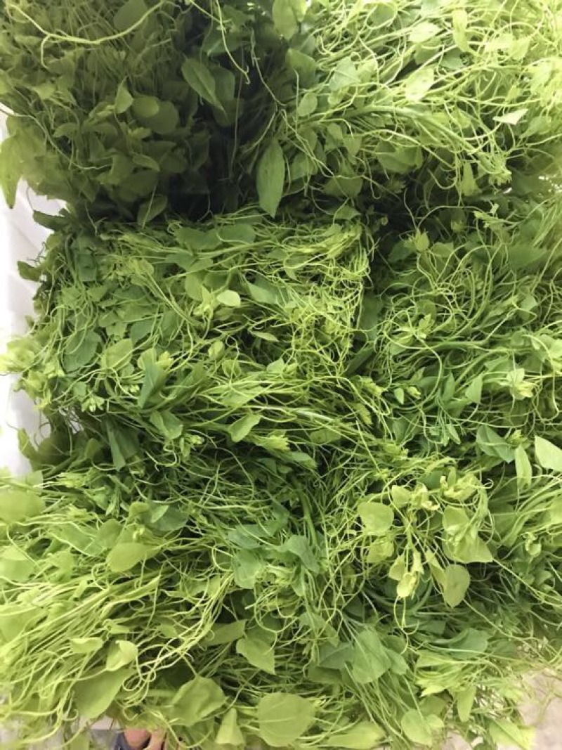 赤苍藤辣木苗姑娘菜基地直发常年有货