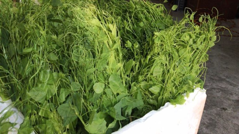 赤苍藤辣木苗姑娘菜基地直发常年有货