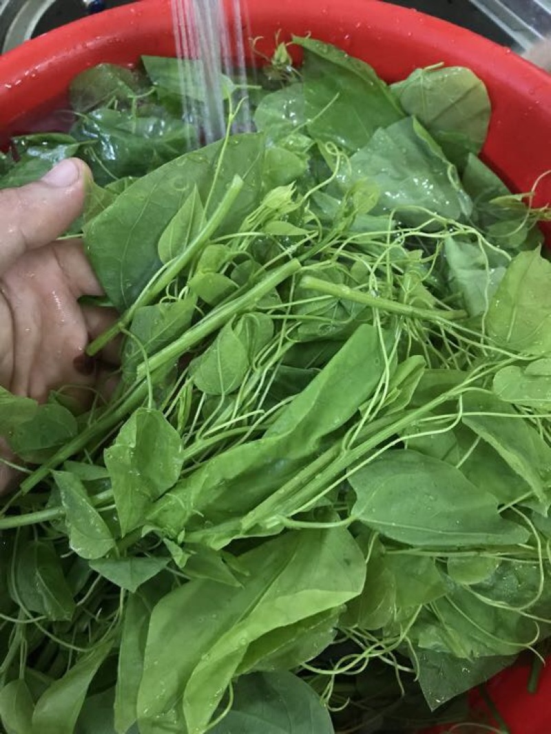 赤苍藤辣木苗姑娘菜基地直发常年有货