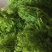 赤苍藤辣木苗姑娘菜基地直发常年有货